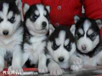 淮安浩后刚信息技术有限公司